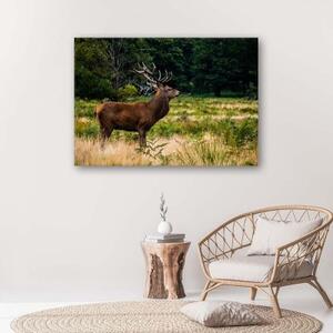 Obraz na plátně Jelen v lese Příroda - 60x40 cm