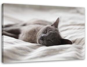 Obraz na plátně Kočky Zvířata Grey - 120x80 cm