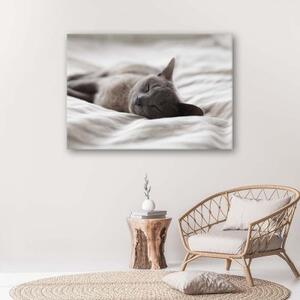 Obraz na plátně Kočky Zvířata Grey - 60x40 cm