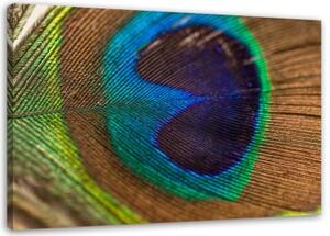 Obraz na plátně Ptačí pírko páva - 100x70 cm
