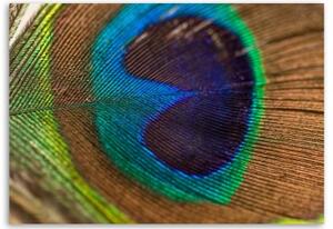 Obraz na plátně Ptačí pírko Peacock - 60x40 cm
