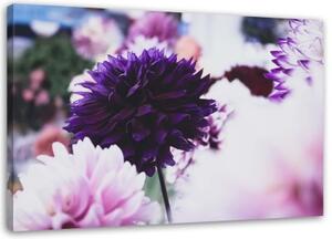 Obraz na plátně Květiny jiřinek Příroda - 60x40 cm