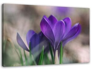 Obraz na plátně Květy krokusů Příroda - 120x80 cm