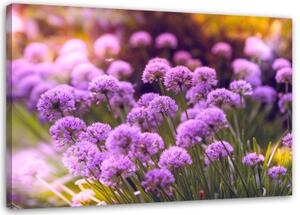 Obraz na plátně Polní květiny Fialová - 100x70 cm