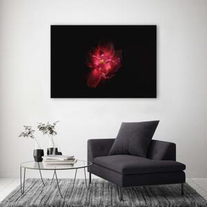 Obraz na plátně Růžový květ Černé pozadí - 60x40 cm