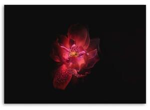 Obraz na plátně Růžový květ Černé pozadí - 60x40 cm