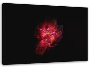 Obraz na plátně Růžový květ Černé pozadí - 90x60 cm