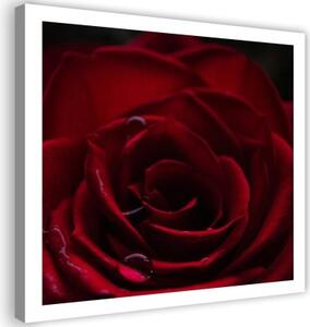 Obraz na plátně Red Rose Nature - 30x30 cm
