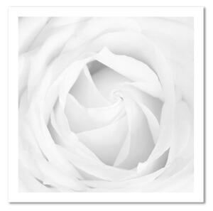 Obraz na plátně Bílá růže Květina Rostlina - 30x30 cm