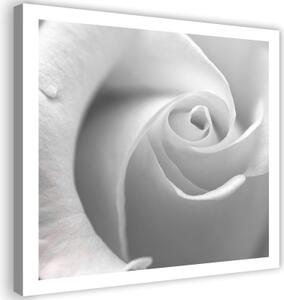 Obraz na plátně Bílá růže v květu makro - 40x40 cm