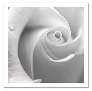 Obraz na plátně Bílá růže Makro - 30x30 cm