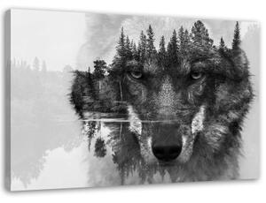 Obraz na plátně Vlk Lesní zvířata Příroda - 90x60 cm