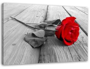 Obraz na plátně Červená růže na dřevěné podlaze - 100x70 cm