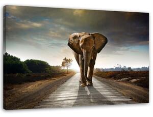 Obraz na plátně Slon na cestě Afrika Příroda - 120x80 cm