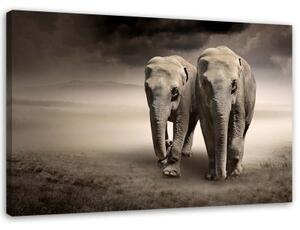 Obraz na plátně Afrika Sloni - 100x70 cm