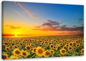 Obraz na plátně Slunečnice Květiny Západ slunce - 60x40 cm