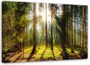 Obraz na plátně Lesní příroda Radiance - 100x70 cm