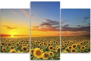 Obraz na plátně třídílný Slunečnice Květiny Louka - 60x40 cm