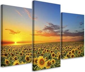Obraz na plátně třídílný Slunečnice Květiny Louka - 120x80 cm