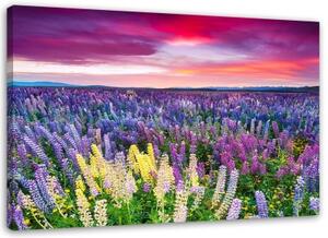 Obraz na plátně Levandulová pole Příroda - 90x60 cm