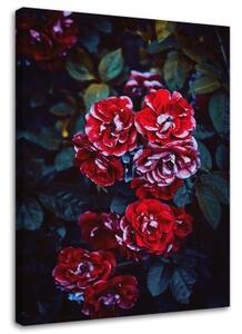 Obraz na plátně Květiny Červená příroda - 40x60 cm