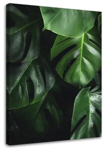 Obraz na plátně Květiny Monstera Listy Rostliny - 40x60 cm