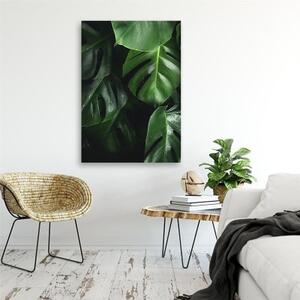 Obraz na plátně Květiny Monstera Listy Rostliny - 40x60 cm