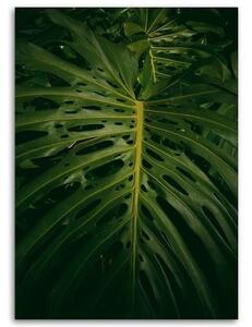 Obraz na plátně Exotické listy Příroda - 40x60 cm