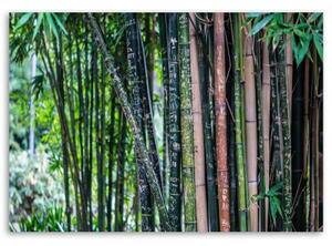 Obraz na plátně Bambusová lesní zelená - 60x40 cm