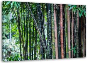 Obraz na plátně Bambusová lesní zelená - 60x40 cm