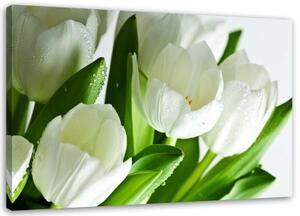 Obraz na plátně Tulipány Bílý květ - 100x70 cm