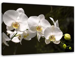 Obraz na plátně Orchidej Květina bílá - 100x70 cm