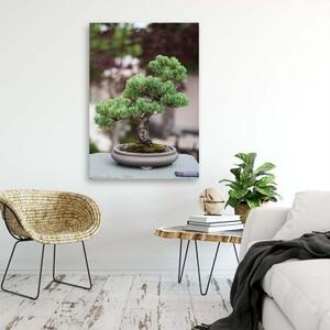 Obraz na plátně Bonsai strom Rostlina Příroda - 40x60 cm