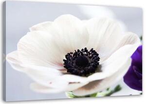 Obraz na plátně Květina Bílá příroda - 60x40 cm