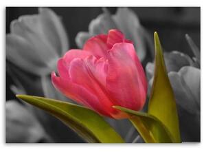 Obraz na plátně Červené tulipány Květy Příroda - 100x70 cm