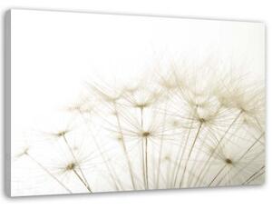 Obraz na plátně Pampeliška Příroda Béžová - 90x60 cm