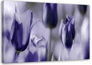 Obraz na plátně Tulipány Květiny Fialová - 60x40 cm