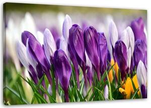 Obraz na plátně Květy krokusů fialové - 60x40 cm