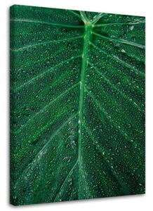 Obraz na plátně List Příroda Rostlina Zelená - 40x60 cm