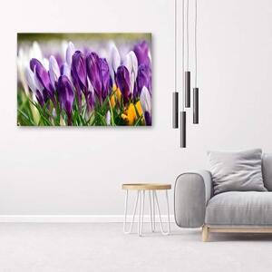 Obraz na plátně Květy krokusů fialové - 60x40 cm