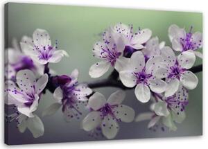 Obraz na plátně Květina jabloně Příroda - 100x70 cm