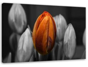 Obraz na plátně Tulipán Orange Grey - 90x60 cm