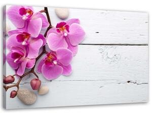 Obraz na plátně Růžové orchideje Květina - 100x70 cm