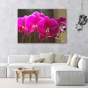 Obraz na plátně Zenová orchidej Růžový květ - 100x70 cm