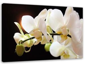 Obraz na plátně Bílá orchidej Květina Příroda - 100x70 cm