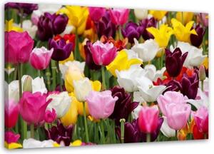 Obraz na plátně Barevné tulipány Luční květiny - 120x80 cm
