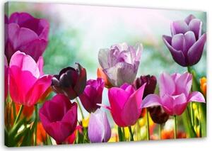 Obraz na plátně Tulipány Fialové květiny - 100x70 cm