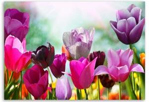 Obraz na plátně Tulipány Fialové květiny - 120x80 cm