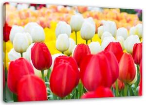 Obraz na plátně Tulipány Květiny Příroda Rostliny - 120x80 cm