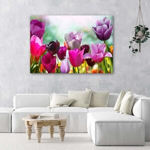 Obraz na plátně Tulipány Fialové květiny - 120x80 cm